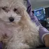 Gracie.the.scientist - @manuelamosley6 - TikTok