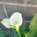 Manuela Quiñones - Facebook