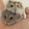 🌸Manuela 🌸 e 🦋Scott 🦋 - @manuloli5363 - TikTok