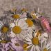 Manuela Walker - Facebook