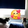 😻 cat mom 😻 - @manuela.wendt - TikTok