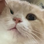 Vũ Thị Mao & Vũ Thị Chíp - @meomeomeomeomeomeome - Instagram