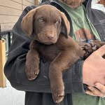 Maple Friedman 🐾 - @maple_on_the_hunt - Instagram