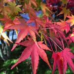 Maple Hunt Kamogawa【千葉県のキャンプ場】 - @hobby_lab_kamo - Instagram
