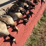 Maple Leaf Hunt Club - @maple_leaf_hunt_club - Instagram