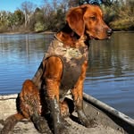 Maple the Hunting Golden - @maplethehuntinggolden - Instagram