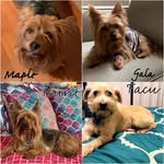 Maple+Gala+Hunt+Facu - @4furpals - Instagram
