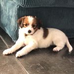 🐶mara🐶 - @mara_best_dog - Instagram