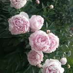 Mara 🌸 - @mara_blume_1999 - Instagram