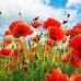 Mara Blume - Facebook