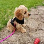 Mara Busch - @mar_marthedogo - Instagram