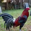 Christopher Maraan - @christopher.maraa4 - TikTok