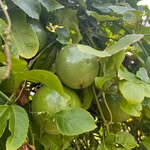 MARACOOKYE - @maracookye4 - Instagram