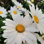 @mara_craft11 - Instagram