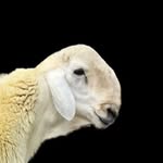 مراح / تركي المقاطي - @marah_aleurubih - Instagram