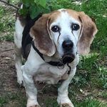Mara Melton - @beaglemaryland_mara - Instagram