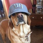 Mara Powers - @mara_the_yellowlab - Instagram