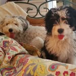 Mara & Riley - @sheepadorable - Instagram