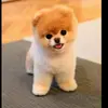 marandaashley732 - @marandaashley732 - TikTok