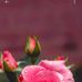 Marandi King - Facebook
