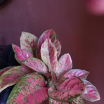 Marbella Suarez - Facebook