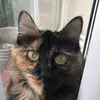 Marble Joleena Jones - @marble.the.rat - TikTok