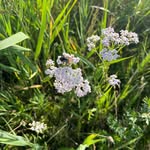 Marc Adrianini - @marcadrianini - Instagram