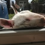 Marc Brown - @marcbacon73 - Instagram