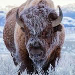 Marc Bisson - @bullmarc06 - Instagram