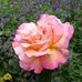 Marcy Welling Bradshaw - Facebook