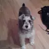 marcobrochu - @marcobrochu - TikTok