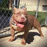 marc casey - @marc_casey_elitebullies - Instagram