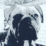 Marc Childs - @marcsman_bullbreeds76 - Instagram