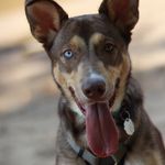 Marc Childs - @dettathebrwndog - Instagram