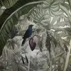 marccobojunjaud - @marccobojunjaud - TikTok