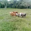 Marcos Coy - @marcos.coy32 - TikTok