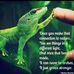 Marc Daigle Reptiles - Facebook