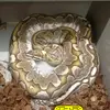 Marc Daigle Reptiles - @marcdaiglereptiles - TikTok