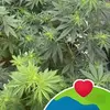 Marc Dodge - @marc.dodge - TikTok