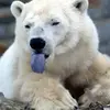 marcdombrowski276 - @marcdombrowski276 - TikTok