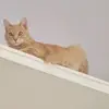 Marcodrapeau - @marcodrapeau - TikTok