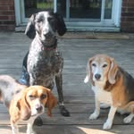 Kc+Margo+Riggs - @adventure_doggies - Instagram
