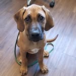 RIGGS + MAC - @riggs.the.ridgeback - Instagram