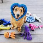 Shannon & Marc Egan - @off_the_chain_doggie_daycare - Instagram