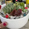 MarcelaM - @oursucculentsgarden - TikTok