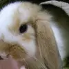marcellen - @marcee7120 - TikTok
