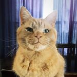 Marc Emery - @gummybearmarc - Instagram