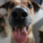 Marc Engelhardt / Dogschool - @marcengelhardt_dogschool - Instagram