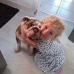 marc ferris - @daisyferrisbully - Instagram