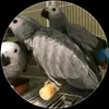 marc grey - @cleamgrey - TikTok